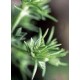 Bach Flower Remedies for Animals - Scleranthus